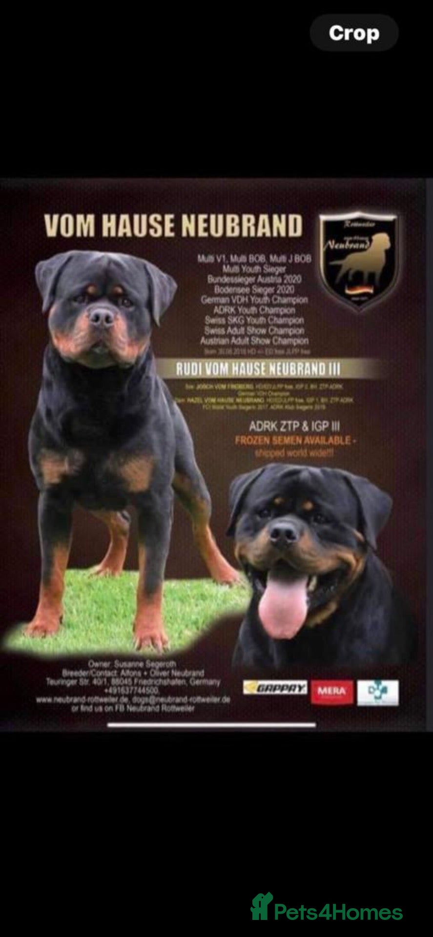 Rottweiler dogs ROTTWIELER PUPPUES - Advert 2