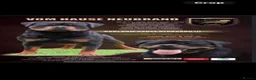 Rottweiler dogs for sale: ROTTWIELER PUPPUES - Advert 2