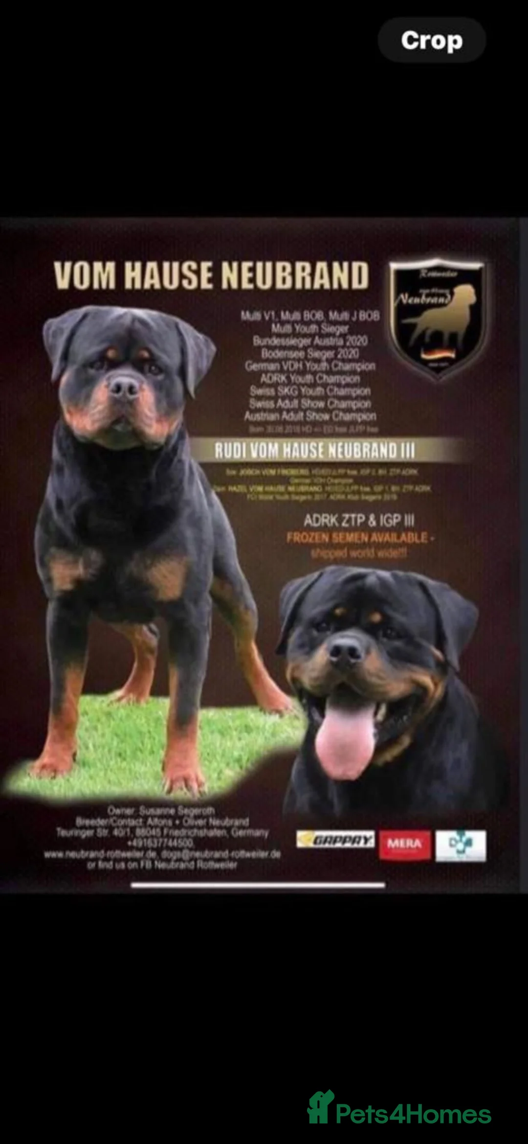 Rottweiler dogs for sale: ROTTWIELER PUPPUES - Advert 2
