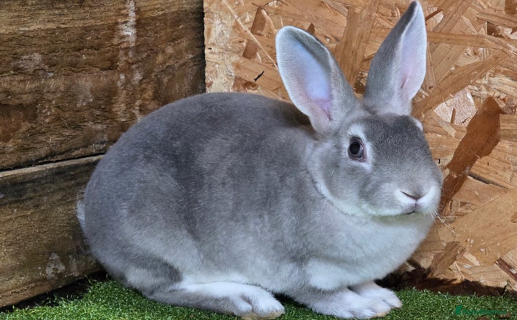 Rex rabbits - Advert 10