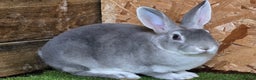Rex rabbits for sale: Gorgeous rex rabbits - Advert 2