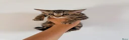 Bengal cats for sale: Beautiful bengal kitten  - Advert 6