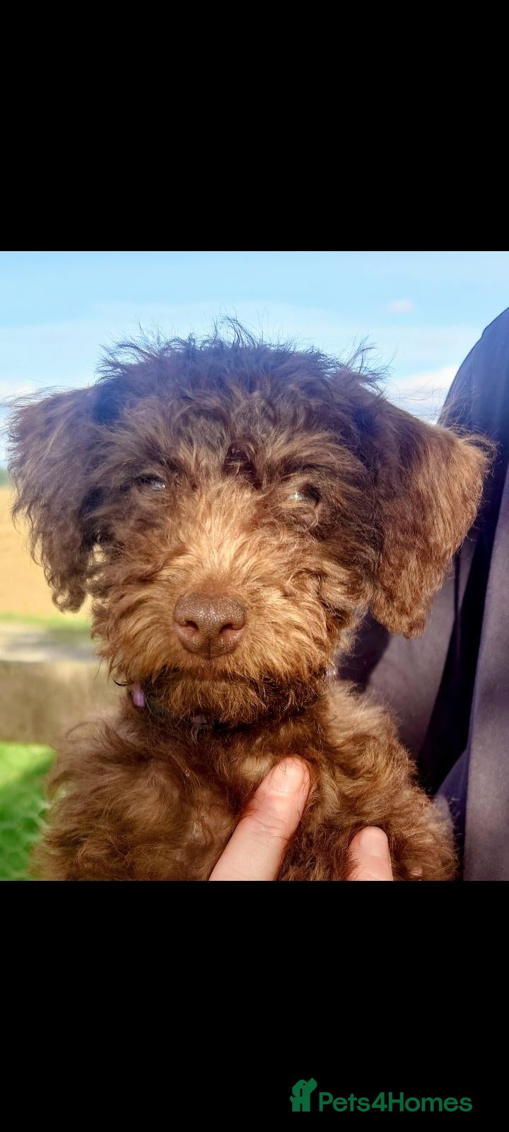 Mixed Breed dogs Ready for new homes Adorable Patterpoos - Advert 2