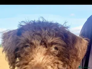Mixed Breed dogs Ready for new homes Adorable Patterpoos - Advert 2