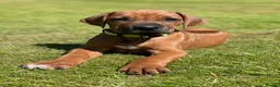 Rhodesian Ridgeback dogs for sale: Stunning Rhodesian Ridgeback Dog Puppy  - Advert 3