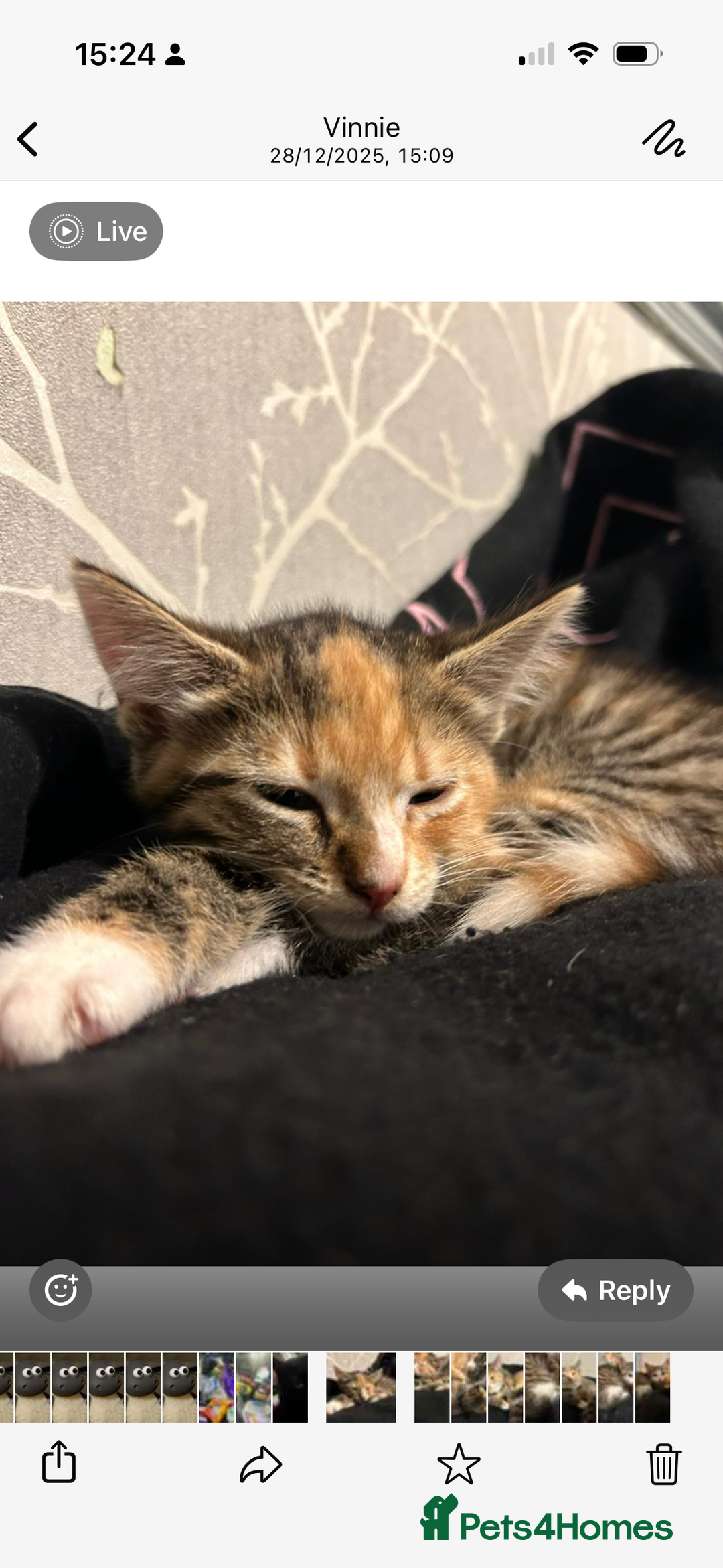 Mixed Breed cats for sale: 2 gorgeous kitten for sale  - Advert 2