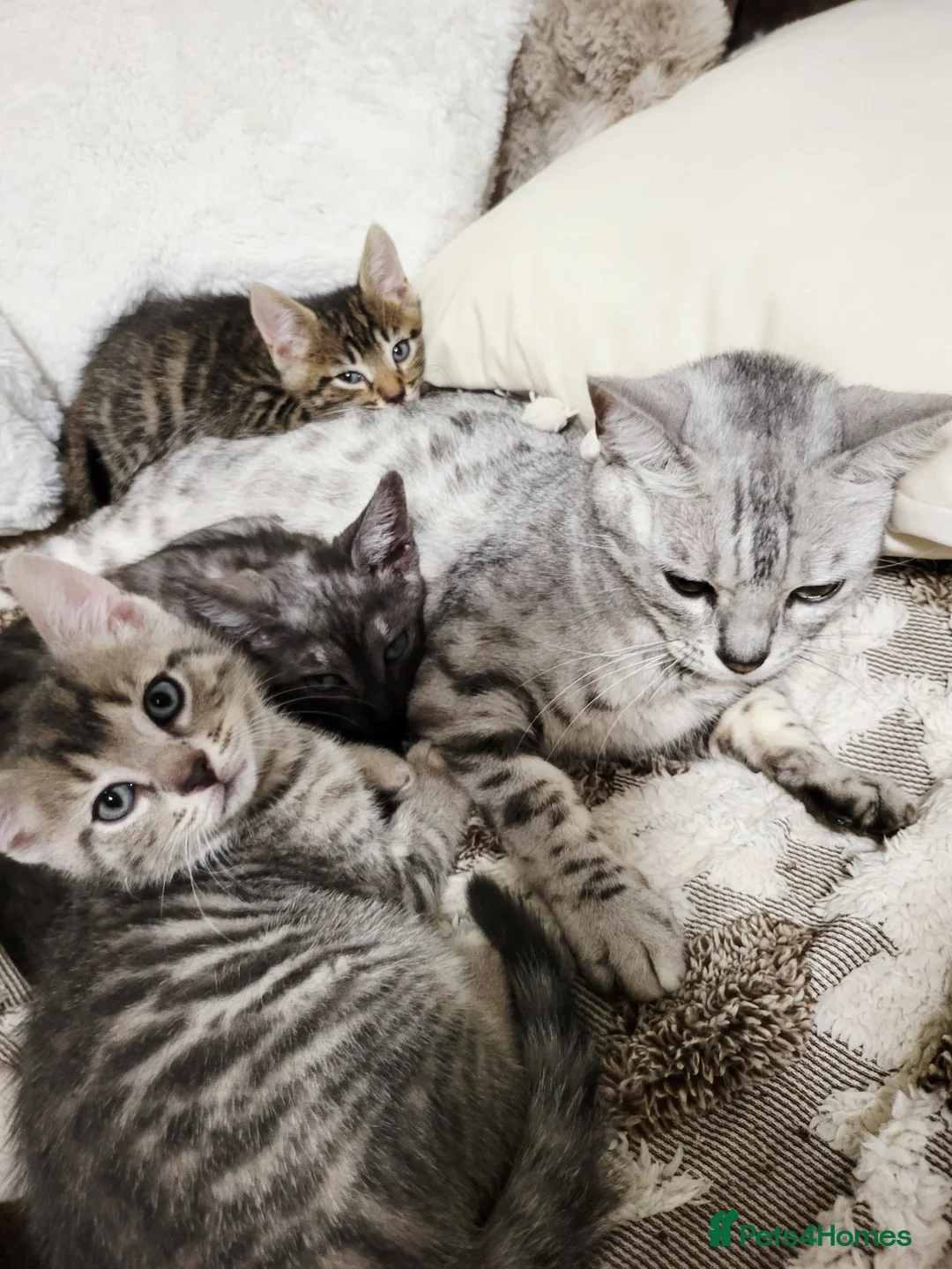 Bengal cats for sale: A very neat cat. - Advert 2
