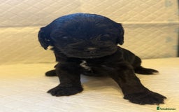 Cockapoo dogs for sale: Cockapoo F2 beautiful puppies  - Image 19
