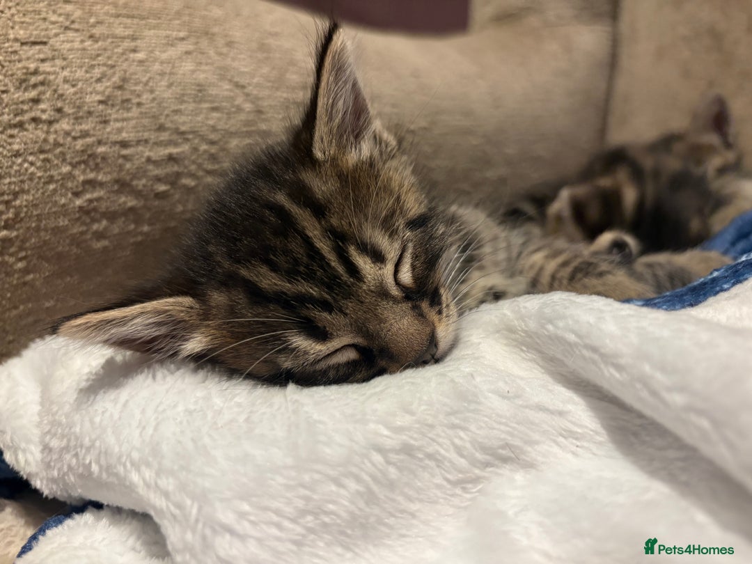 Bengal cats for sale: bengal kittens  - Advert 14