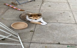 Rough Collie dogs for sale: ROUGH COLLIE SABLE AND WHITE PUPPIES - Image 15