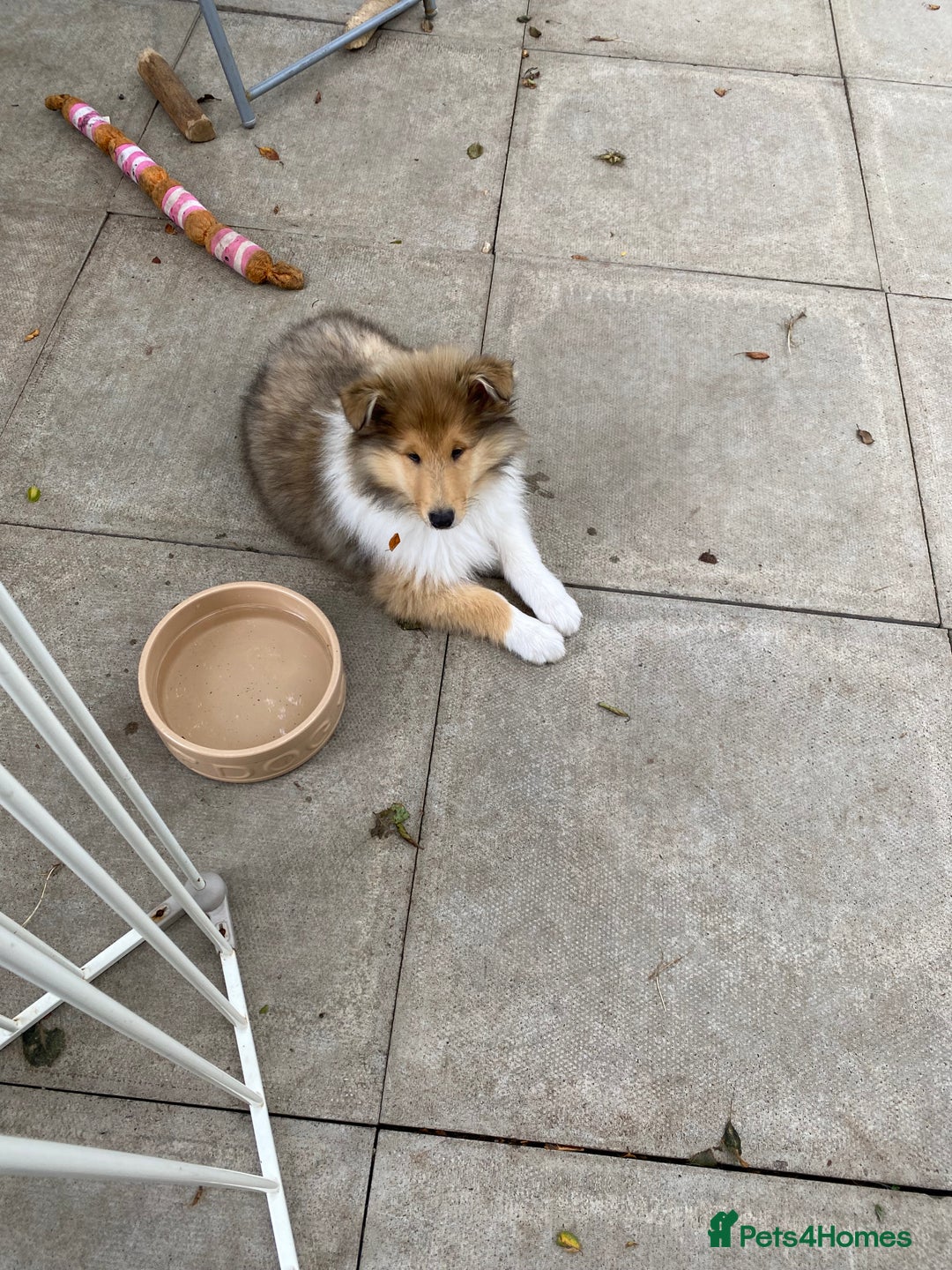 Rough Collie dogs for sale: ROUGH COLLIE SABLE AND WHITE PUPPIES - Image 15