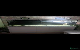Turtle reptiles for sale: 2 mississippi map turtles and tank - Image 4