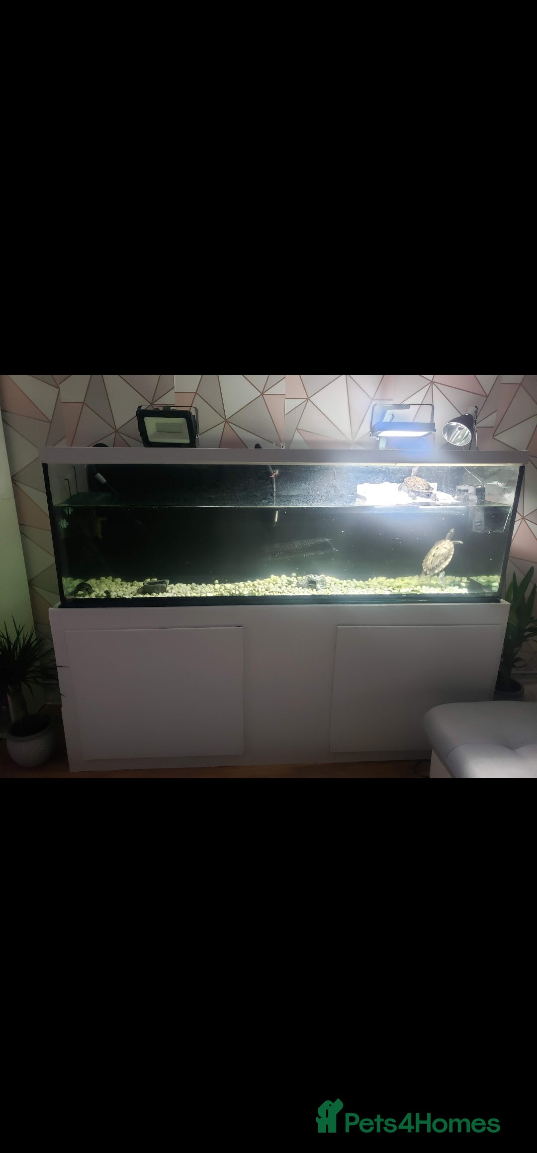 Turtle reptiles for sale: 2 mississippi map turtles and tank - Image 4