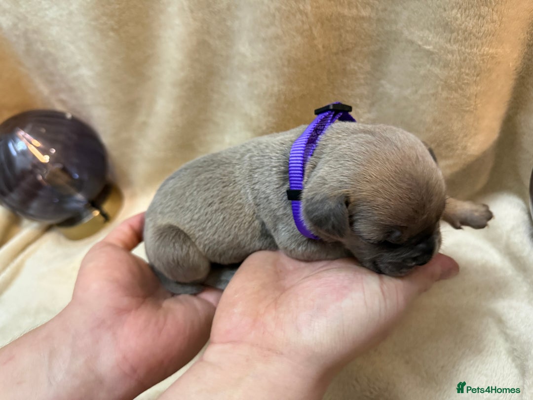 Cane Corso dogs for sale: ICF/ICCF Champion 6th GENERATION Cane Corso pups - Advert 12