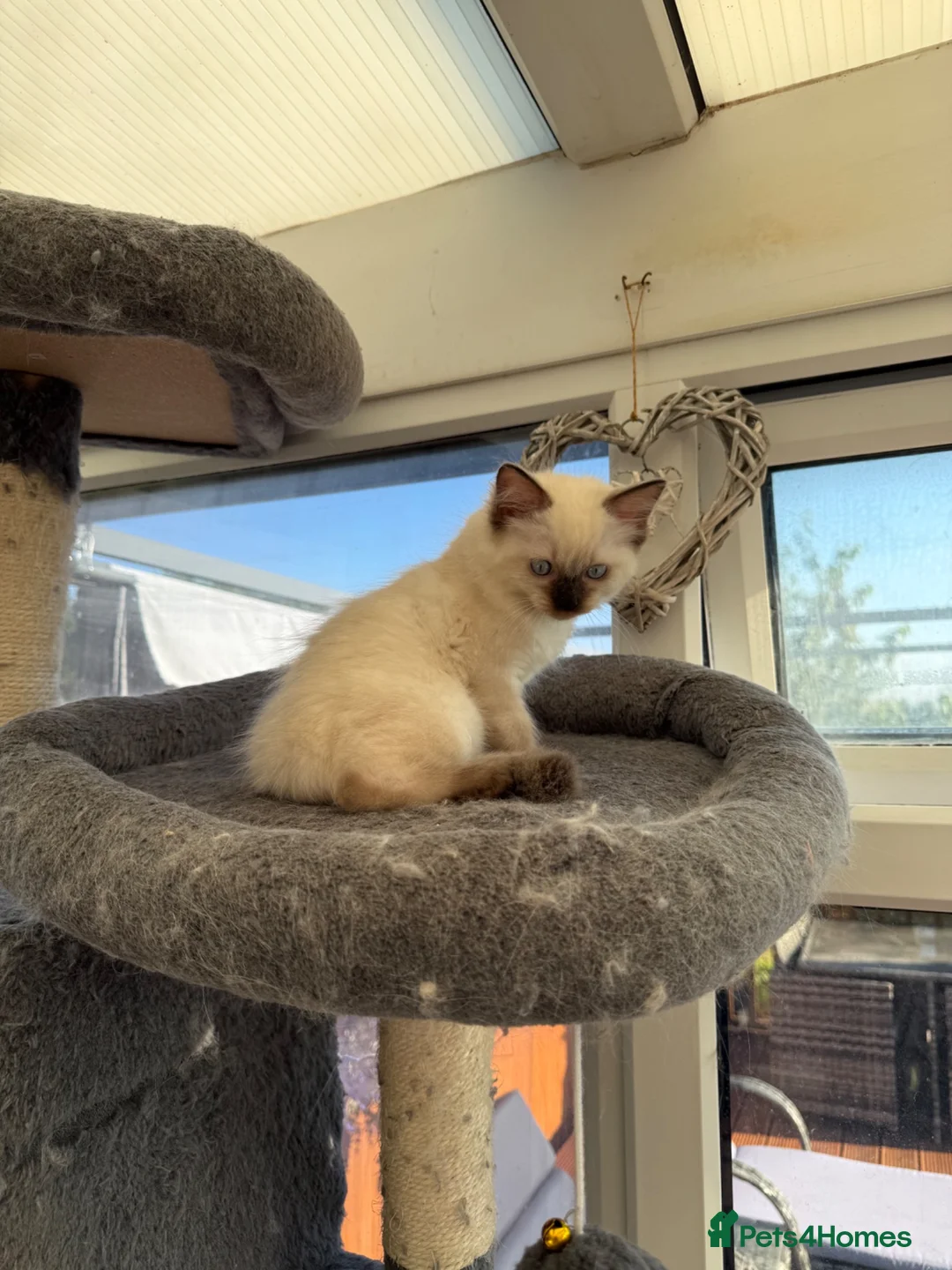 Ragdoll cats for sale: Stunning male ragdoll - Advert 16