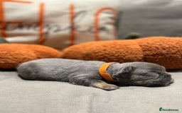 French Bulldog dogs for sale: 3 weeks old Fluffy french bulldog puppies - Image 9