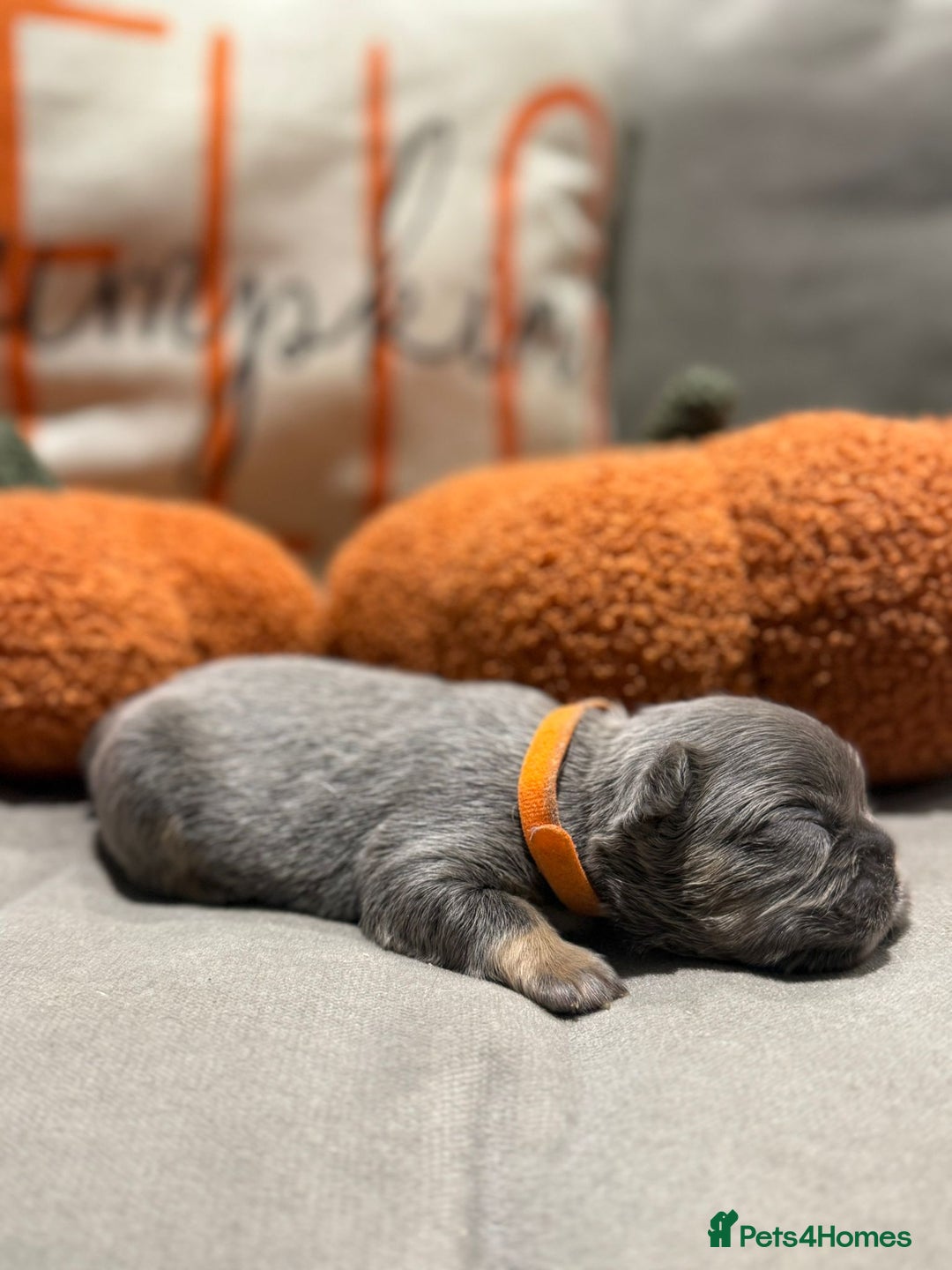 French Bulldog dogs for sale: 3 weeks old Fluffy french bulldog puppies - Image 9