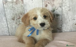 Bordoodle dogs for sale: Adorable & Confident Collie x poodle pups - Image 8