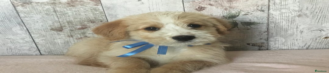 Bordoodle Puppy 1