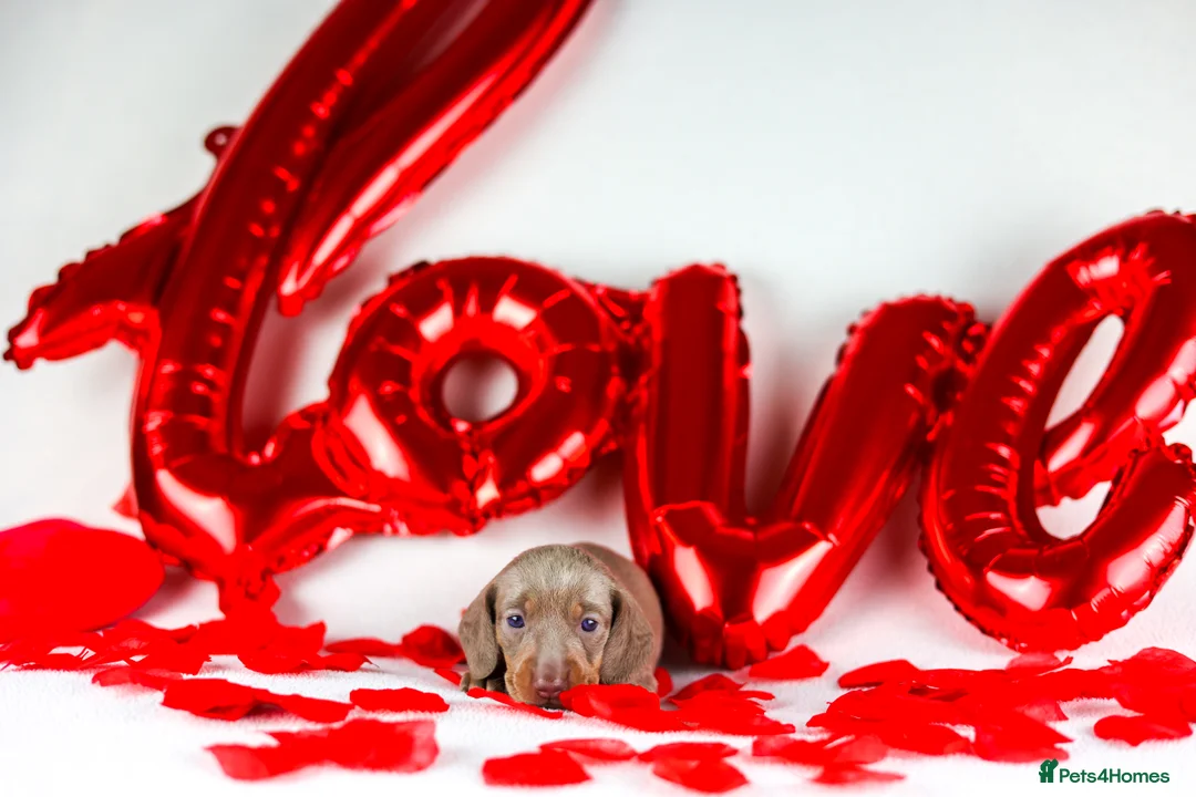 Miniature Dachshund dogs for sale: Miniature dachshund puppies  - Advert 11