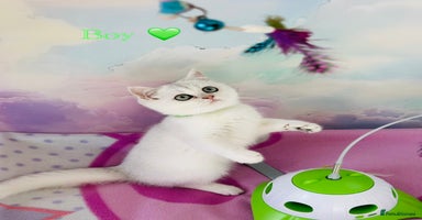 British Shorthair cats - Advert 10