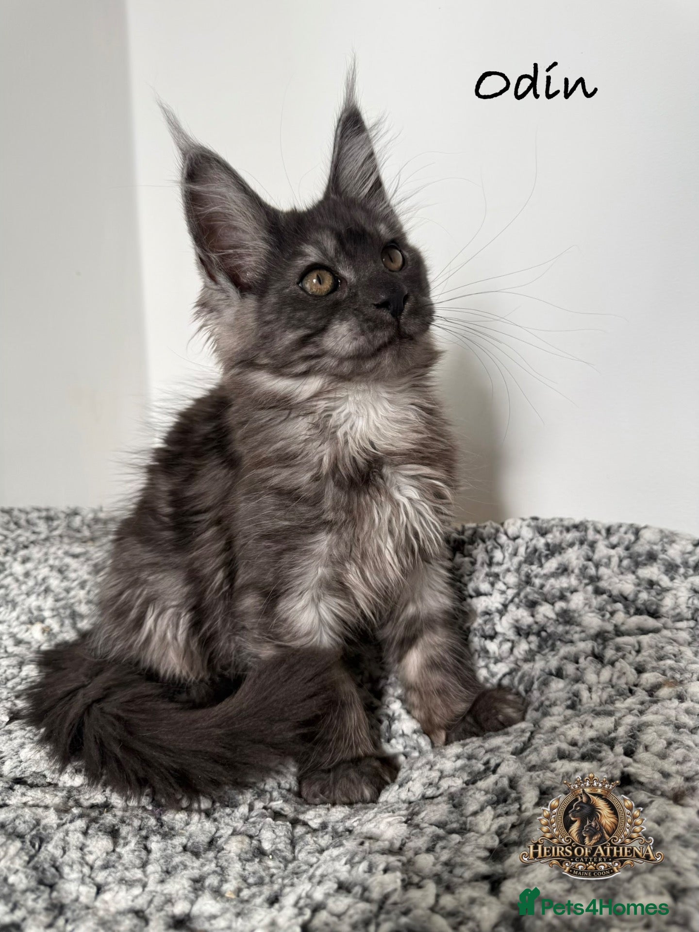 Maine Coon cats 🐾 Maine Coon Kittens TICA Registered 🐾 - Advert 2