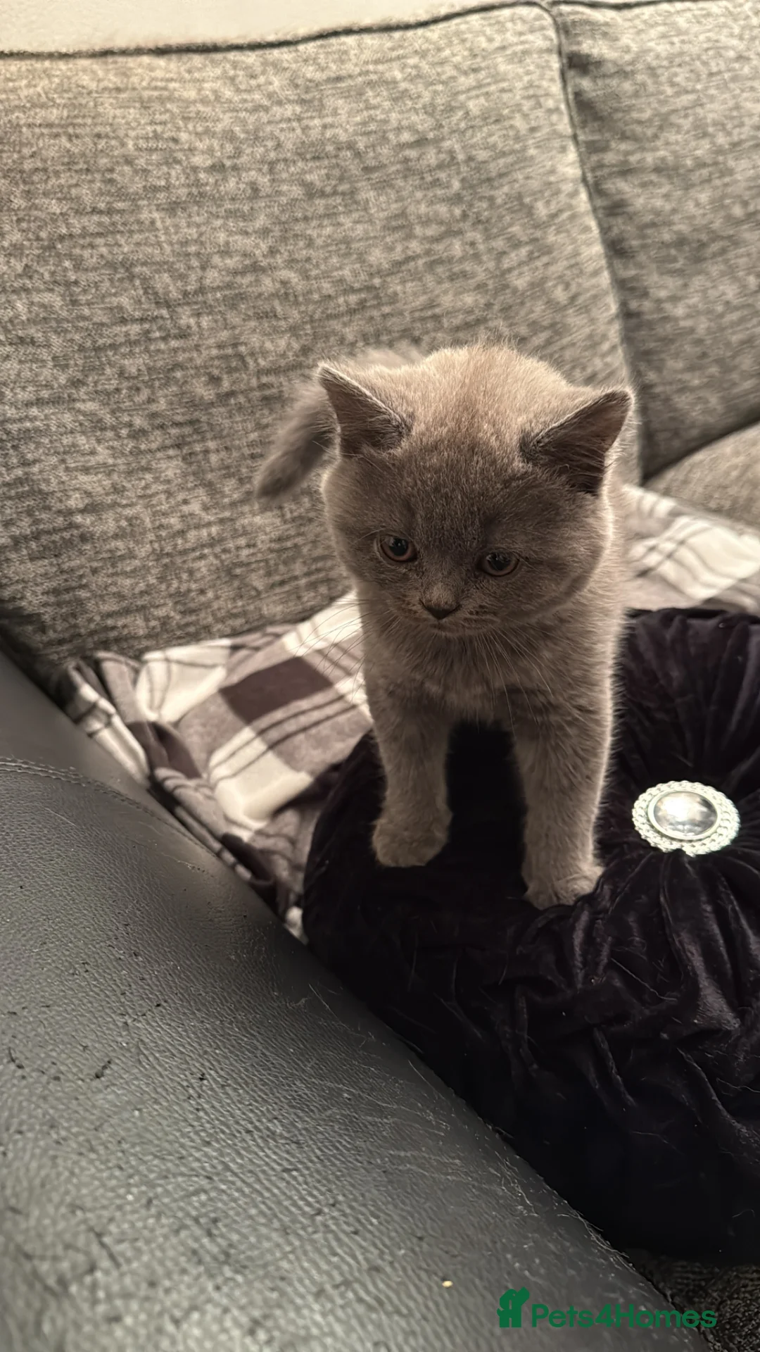 British Shorthair cats for sale: GCCF British Shorthair Blue Marble Male Kitten - Advert 3