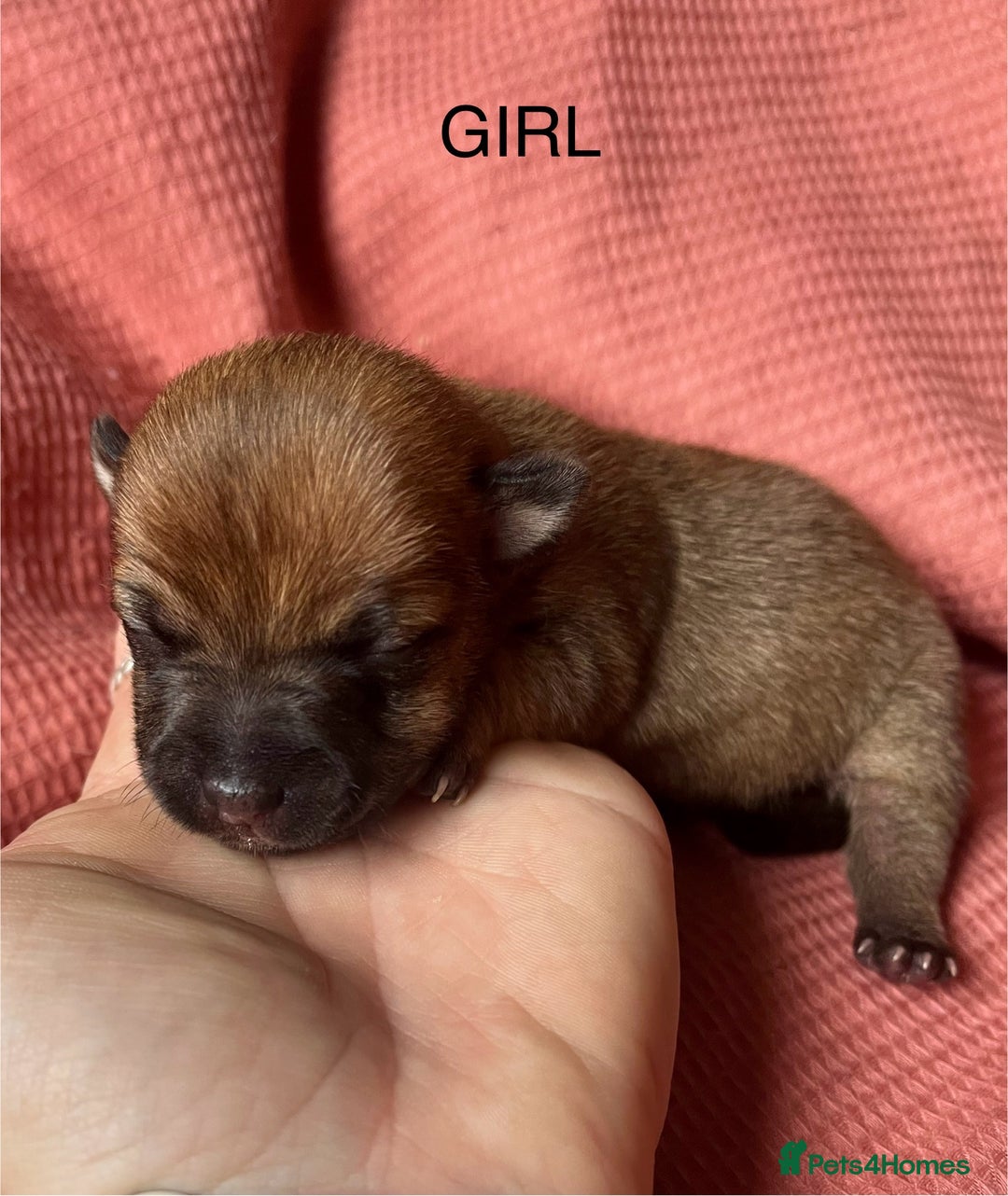 Jack Russell dogs for sale: ** Stunning Pure Miniature Jack Russell Pups ** - Image 12