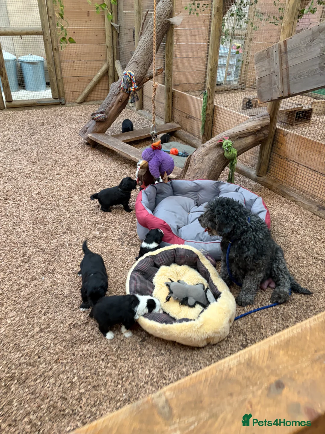 Sheepadoodle dogs for sale: Midi Size Sheepadoodles 20 kilos  - Advert 1