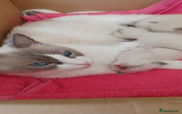 Ragdoll cats for sale: Blue mitted ragdoll kittens - Image 16