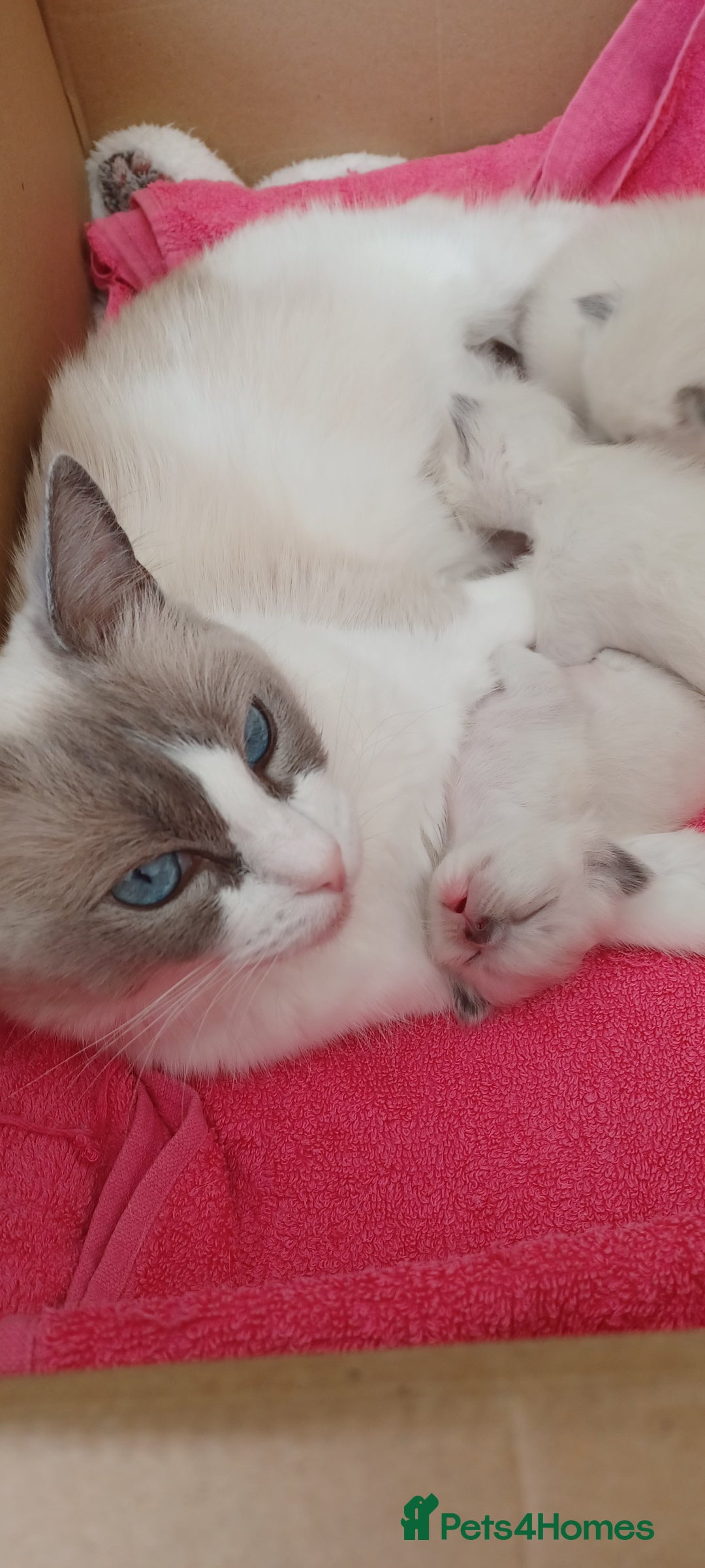 Ragdoll cats for sale: Blue mitted ragdoll kittens - Image 16