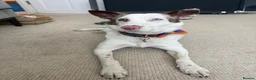 Mixed Breed dogs for adoption: ❤️🐶 SAGA – AN AMAZING GIRL WHO JUST NEEDS LIFE TO in Chester - Advert 4
