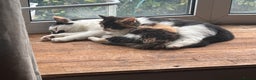 Mixed Breed cats for sale: Five semi long haired kittens available now - Advert 6