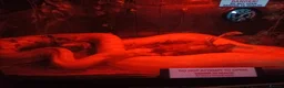Python Snake reptiles for sale: 2x Albino Burmese Phyton, one male one female  - Advert 6