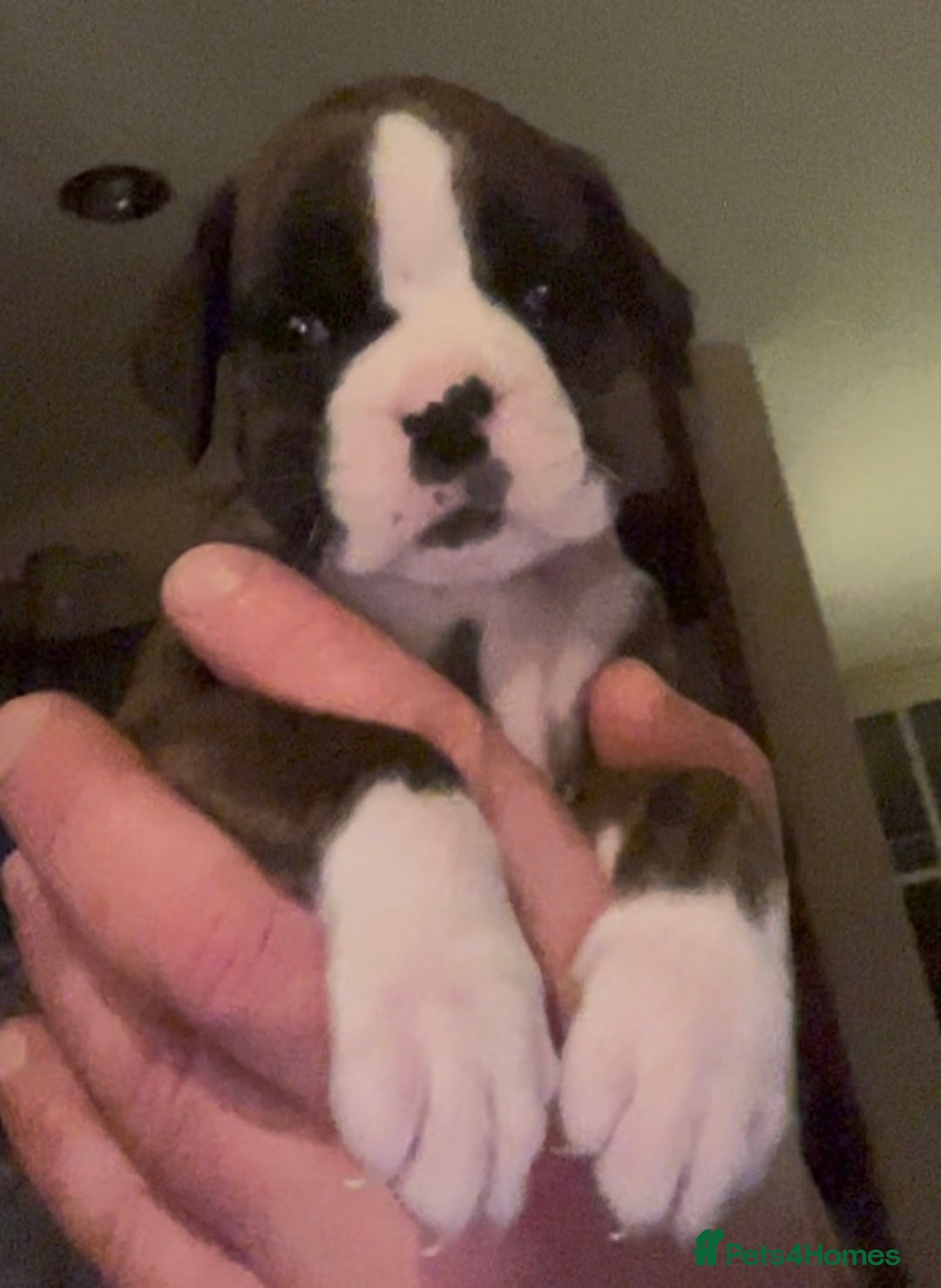 Boxer dogs for sale: Gorgeous chunky Boxer Puppies - Advert 2