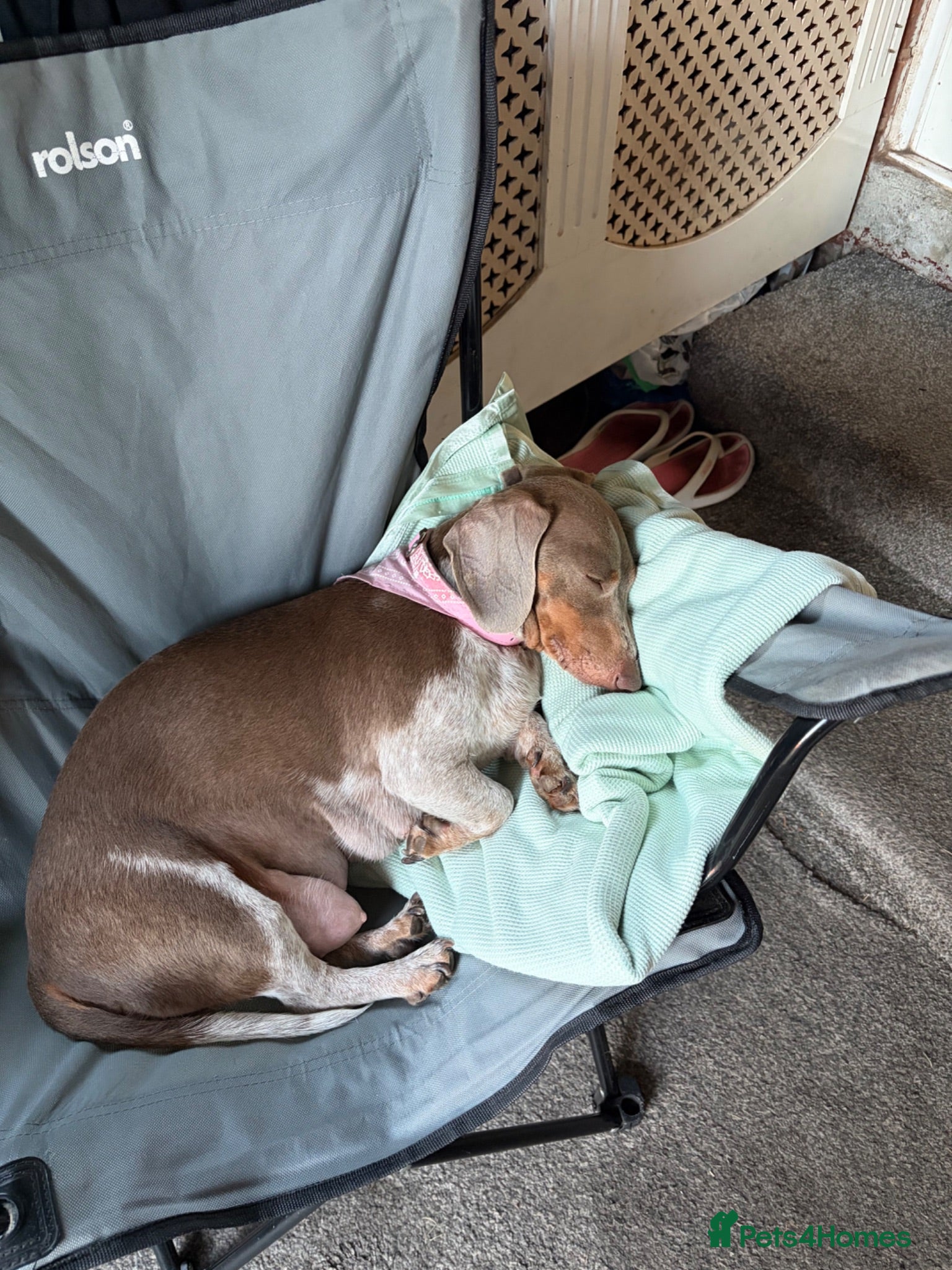 Miniature Dachshund dogs lovely playful puppys for sale  - Advert 1