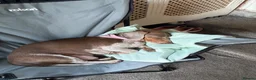 Miniature Dachshund dogs for sale: lovely playful puppys for sale  - Advert 1