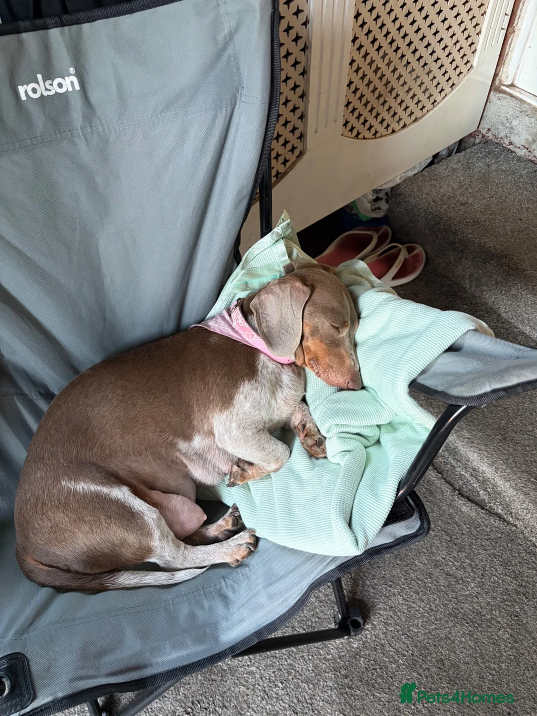 Miniature Dachshund dogs for sale: lovely playful puppys for sale  - Advert 1