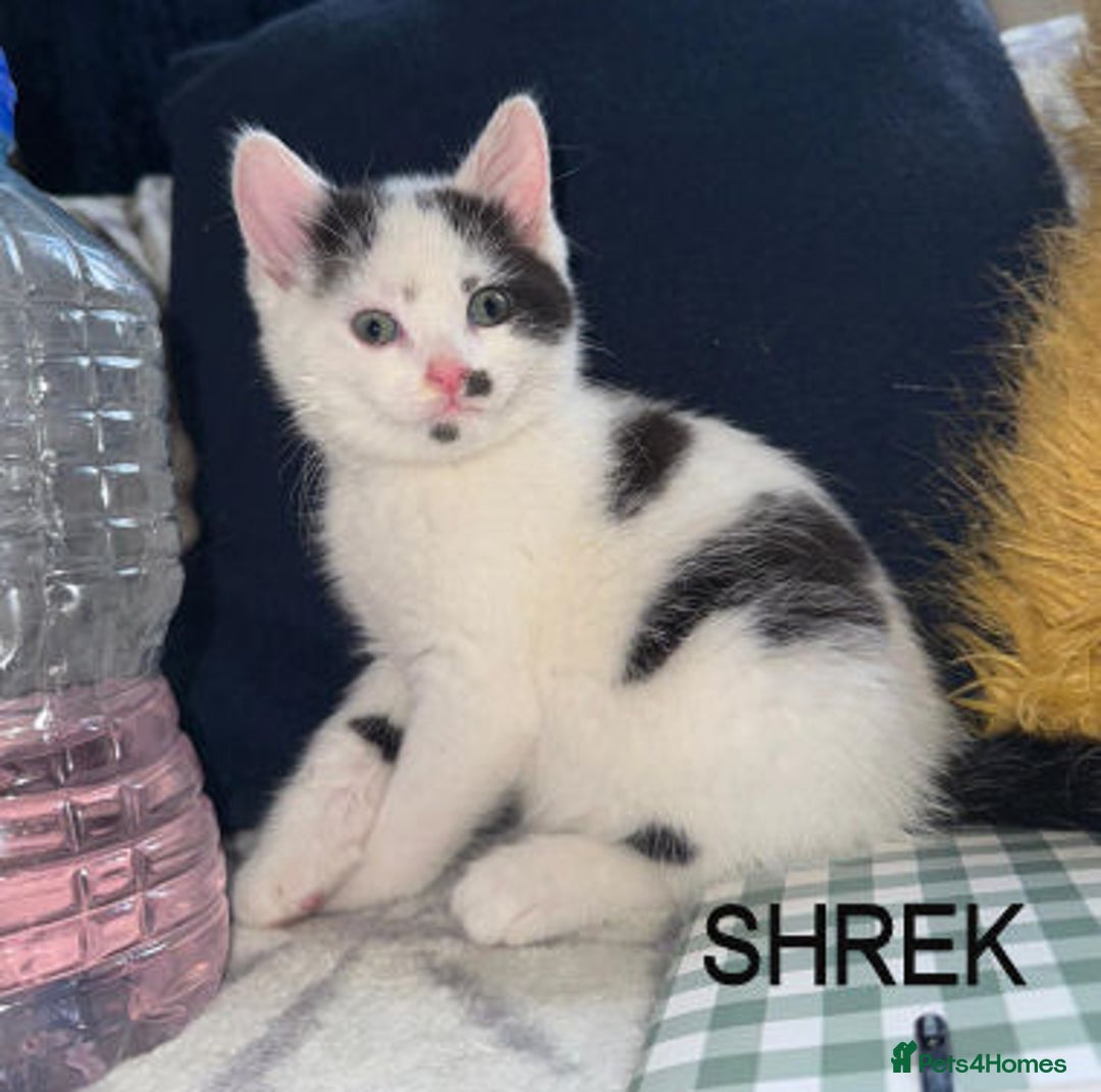 Mixed Breed cats for adoption: DONKEY AND SHREK - Image 3