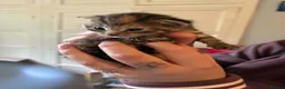 Mixed Breed cats for sale: Gorgeous tabby kittens  in Buckfastleigh - Advert 10