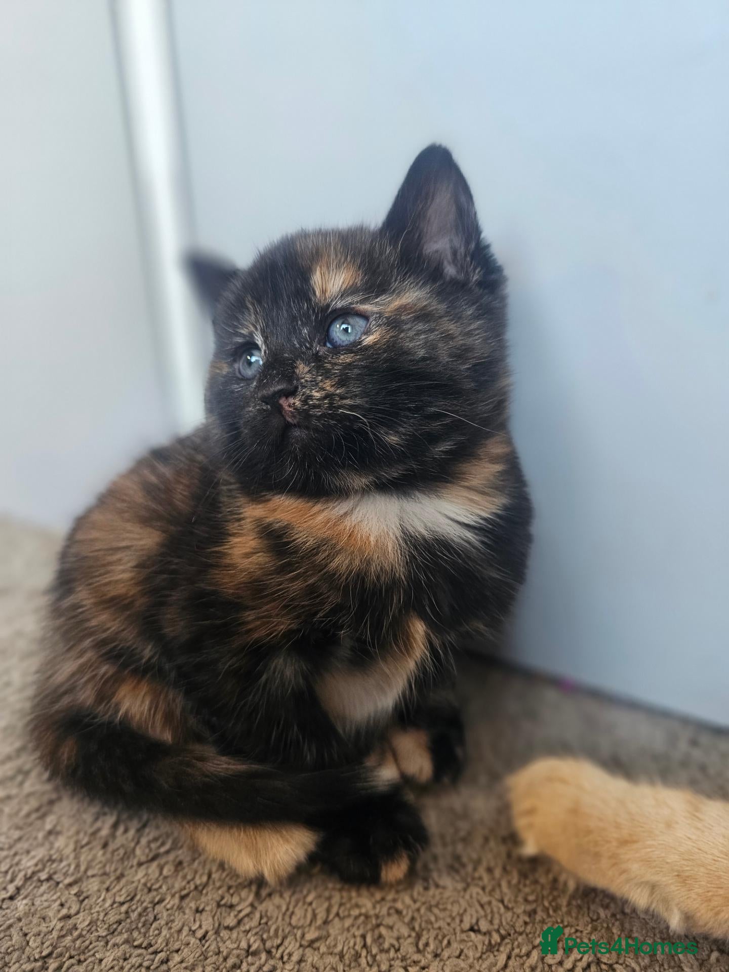 Mixed Breed cats Stunning longhair kitten, Only 1 Torbie girl left  - Advert 1