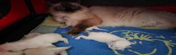Ragdoll cats for sale: 2 ADULT GIRLS LOOKING FOR NEW HOMES - Advert 6