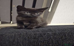 Mixed Breed cats for sale: Mixed bread  - Image 8