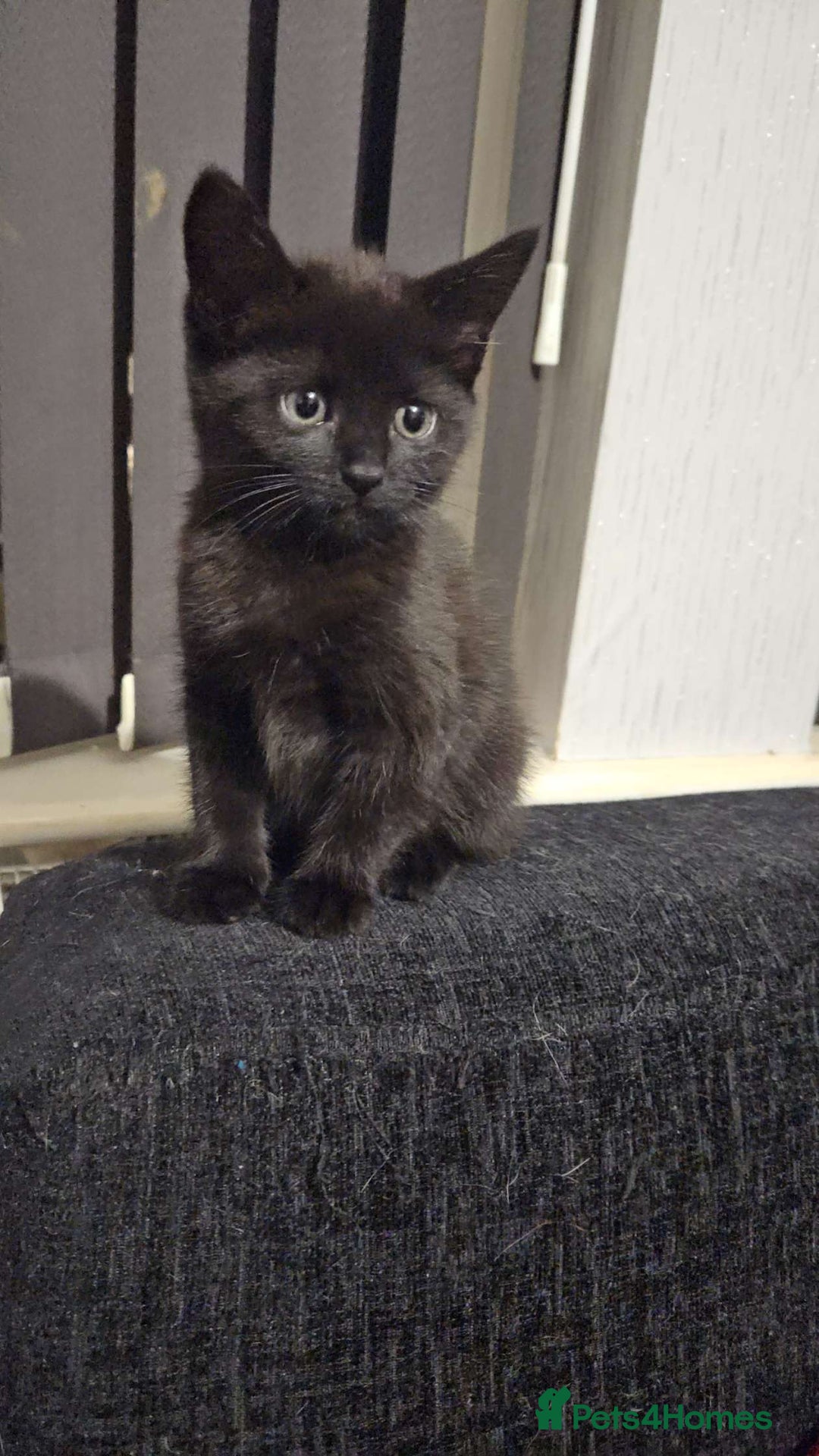 Mixed Breed cats for sale: Mixed bread  - Image 8