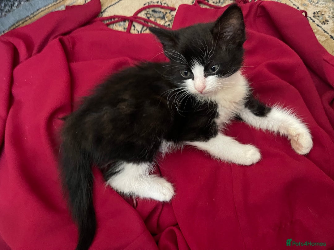 Mixed Breed cats for sale: Two beautiful kittens ready to leave - Image 2