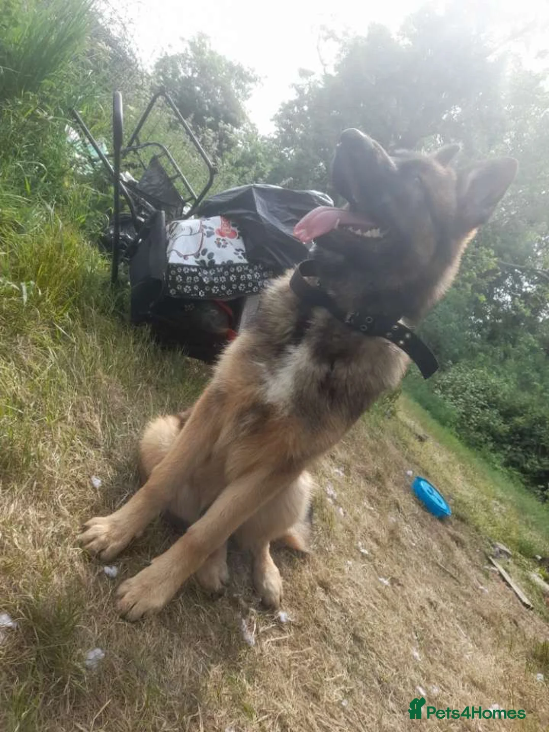 German Shepherd dogs for sale: Tye German shepherd  - Advert 2
