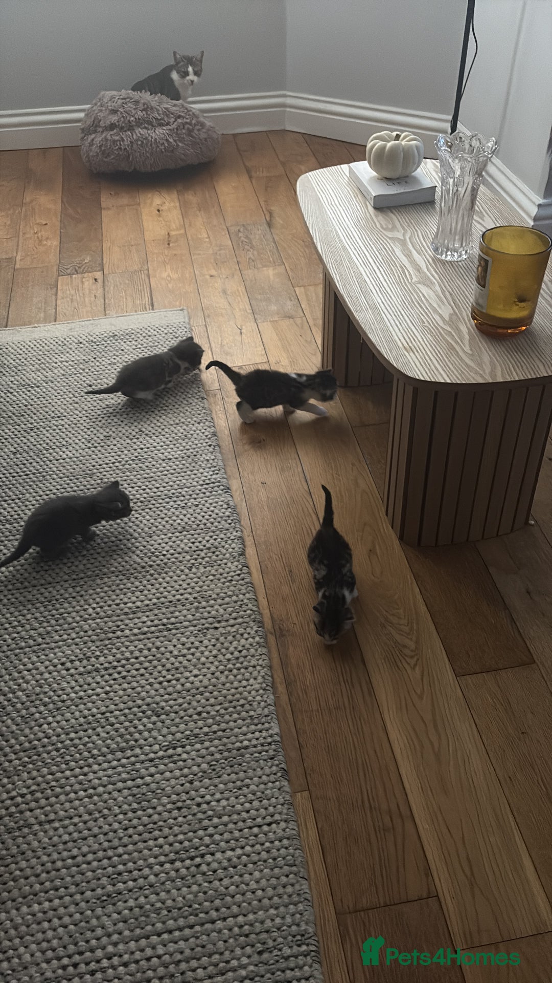 Mixed Breed cats for sale: 6 kittens - Image 8