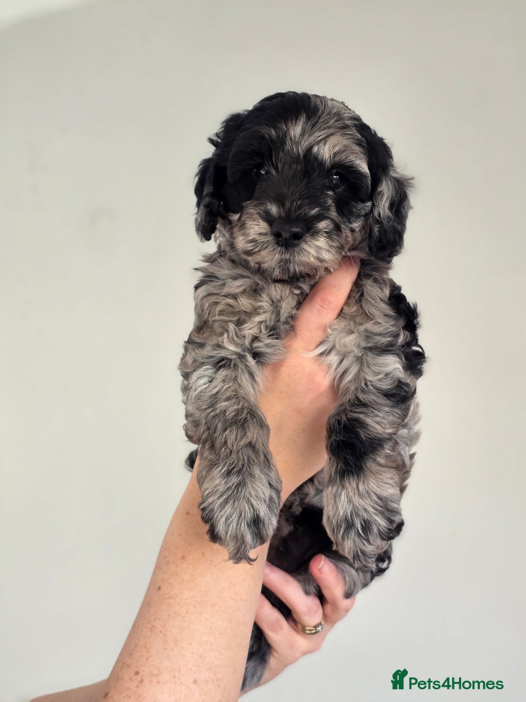 Stunning F2b Merle Schnoodle Puppies for sale in Blackburn