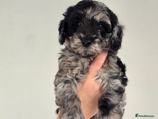Schnoodle dogs - Advert 3