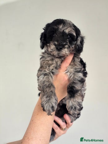 Schnoodle dogs - Advert 1